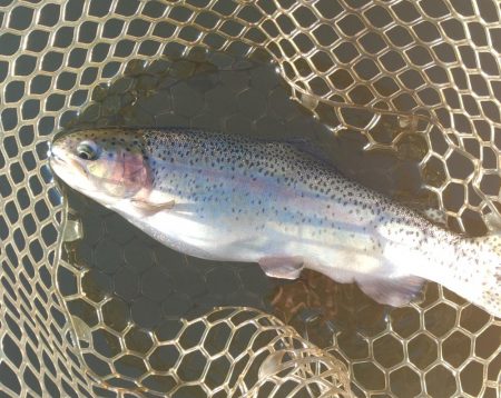 大安トラウトレイク釣果